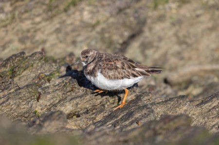Ruddy Turnstone Arenaria interpres on low tide on a sandy beach in Normandy, France