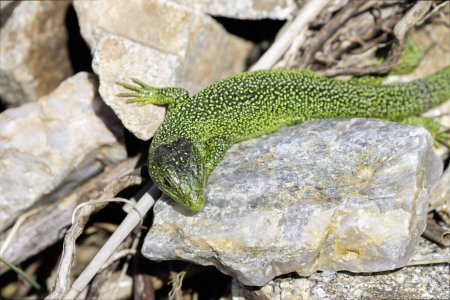Westliche grüne Eidechse Lacerta bilineata sonnt sich auf einem Felsen