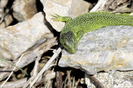 Westliche grüne Eidechse Lacerta bilineata sonnt sich auf einem Felsen