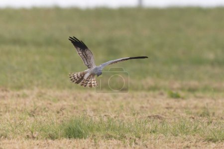 Montagus Harrier Circus pygargus in flight in central France