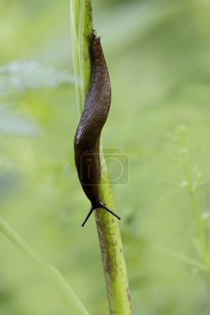 naked snail Arion rufus crawling on a twig
