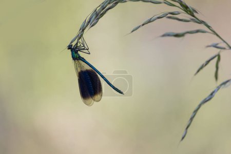 Damselfly banded demoiselle Calopteryx splendens perched on vegetation