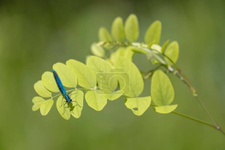 Demoiselle à bandes damoiselle Calopteryx splendens perchée sur la végétation