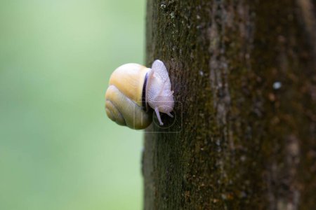 snail Cepeae nemoralis on a rainy day in a French forest