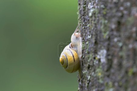snail Cepeae nemoralis on a rainy day in a French forest
