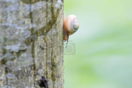escargot Cepeae nemoralis un jour de pluie dans une forêt française