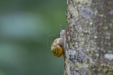 escargot Cepeae nemoralis un jour de pluie dans une forêt française