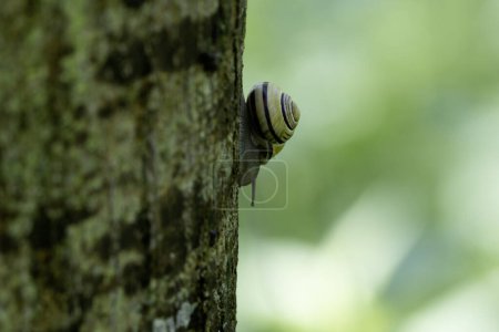 caracol Cepeae nemoralis en un día lluvioso en un bosque francés