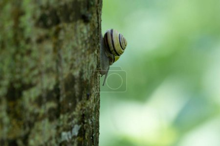 caracol Cepeae nemoralis en un día lluvioso en un bosque francés
