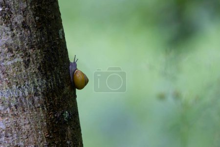 Schnecke Cepeae nemoralis an einem regnerischen Tag in einem französischen Wald