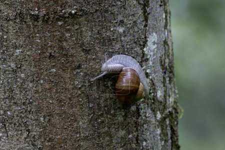 caracol Helix pomatia en un día lluvioso en un bosque francés