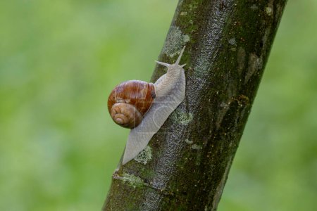 escargot Helix pomatia un jour de pluie dans une forêt française