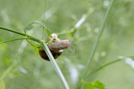 caracol Helix pomatia en un día lluvioso en un bosque francés