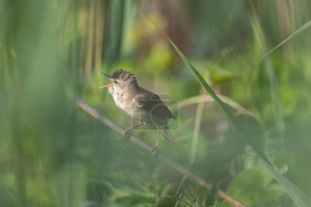 pájaro cantor Acrocephalus palustris Marsh Warbler posado sobre caña
