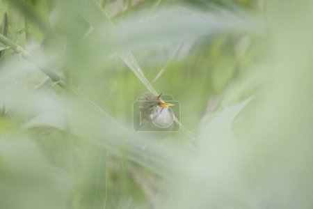 pájaro cantor Acrocephalus palustris Marsh Warbler posado sobre caña