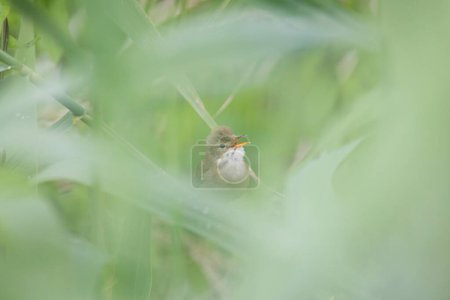 Singvogel Acrocephalus palustris Sumpfrohrsänger hockt auf Schilf