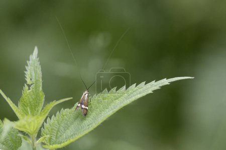 longhorned butterfly Nemophora degeerella male in close view on low vegetation