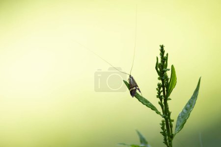 mariposa de cuernos largos Nemophora degeerella macho a la vista de la vegetación baja