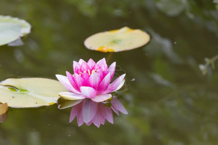 nymphes nymphes fleur sur un petit étang