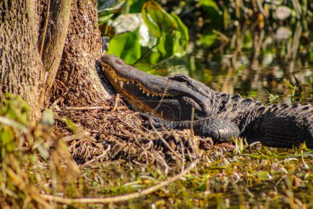 Téléchargez les photos : An alligator gets up close and personal with a nearby tree - en image libre de droit