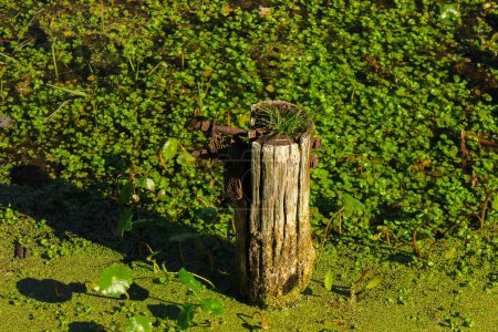 Photo for Metal screws pierce a wooden pole half buried in water and algae of a swamp. - Royalty Free Image