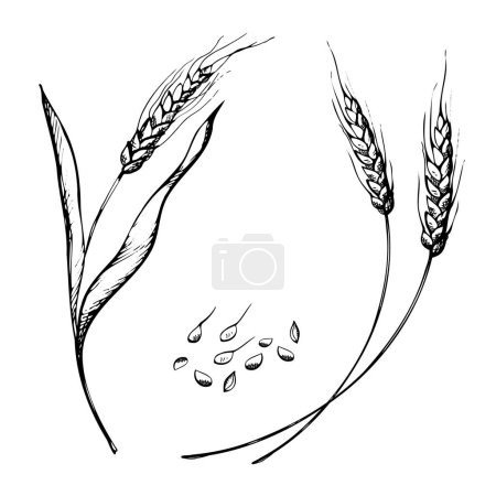 Illustration for Vector hand drawn wheat ears sketch doodle. Bunch of wheat ears, dried whole grains. Cereal harvest, agriculture, organic farming, healthy food symbol. Bakery design element - Royalty Free Image