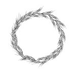 Wreath frame from ears of wheat.A bunch of ears of wheat,dried whole grains.Cereal harvest,agriculture,organic farming,healthy food symbol.Ears of wheat hand drawn.Design element. Isolated background.Vector
