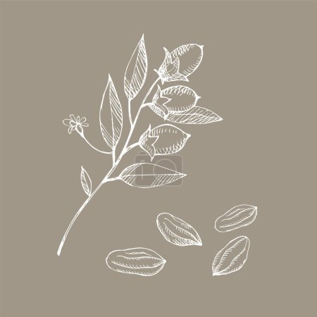 Illustration for : Cocoa set. Hand drawn sketch Cocoa beans, leaves sketch and Cocoa tree. Organic product. Doodle sketch for caf, shop, menu. Plant parts. For label, logo, emblem, symbol. - Royalty Free Image
