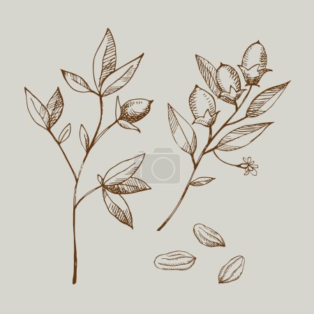 Illustration for Cocoa set. Hand drawn sketch vector Cocoa beans, leaves sketch and Cocoa tree. Organic product. Doodle sketch for caf, shop, menu. Plant parts. For label, logo, emblem, symbol. - Royalty Free Image