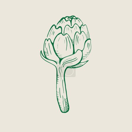 Ilustración de Ilustración alcachofa. Brote de flor comestible, vegetal saludable. Alcachofa entera fresca dibujada a mano. Vector - Imagen libre de derechos