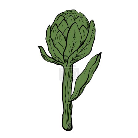 Ilustración de Ilustración alcachofa. Brote de flor comestible, vegetal saludable. Alcachofa entera fresca dibujada a mano.Vector - Imagen libre de derechos