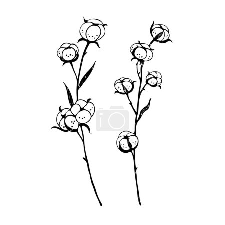 Ilustración de Ramas de algodón plantas con hojas elegantes. Ilustración botánica de flores de algodón. Set dibujado a mano con flores. Elemento de diseño. Vector - Imagen libre de derechos