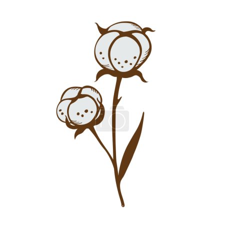 Téléchargez les illustrations : Branches de coton plantes aux feuilles élégantes. Illustration botanique de fleurs de coton. Ensemble dessiné à la main avec des fleurs. Élément design. Isoler le fond. Vecteur - en licence libre de droit