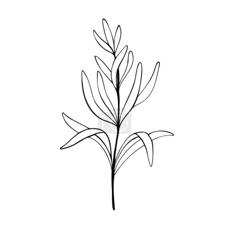 Rosemary plant.Hand drawn rosemary, monochrome sketch vector illustration isolated on white background. Organic herb for cooking and fragrant seasoning. Vector