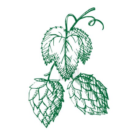 Illustration for Hand drawn plant hop sketch doodle. A branch of malt. Cereal harvest, agriculture, organic farming, symbol. Design element. Vector - Royalty Free Image