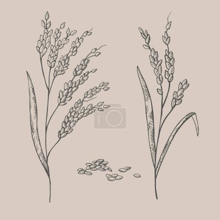 Ilustración de Las orejas dibujadas a mano de una planta de arroz. Ilustración de ramas y granos de arroz, granos enteros secos. Cosecha de cereales, agricultura, agricultura ecológica, símbolo de alimentación saludable. Elemento de diseño. Vector - Imagen libre de derechos