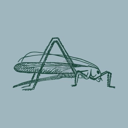 Ilustración de Saltamontes verde en estilo vintage. Insecto saltarín, Grig. Dibujado a mano. Ilustración vectorial. Elemento de diseño, icono - Imagen libre de derechos