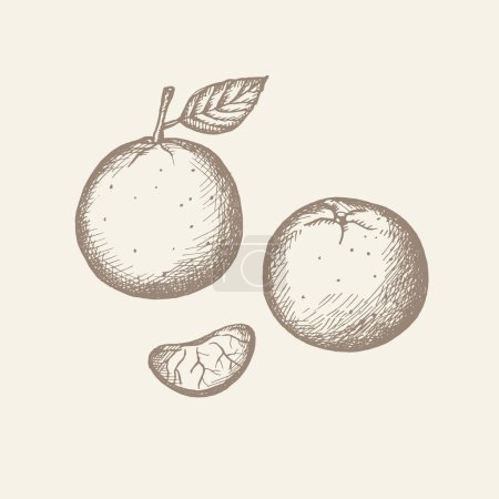 Drawn tangerine, clementine. Vintage style. Color illustration of a fruit of a citrus plant with leaves, a segment of a mandarin fruit. Vector illustration. Isolated white background. Hand drawn 