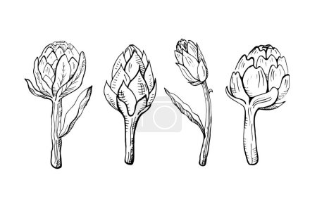 Ilustración de Ilustración alcachofa. Brote de flor comestible, vegetal saludable. Set de alcachofas frescas hechas a mano. Elemento de diseño. Vector - Imagen libre de derechos