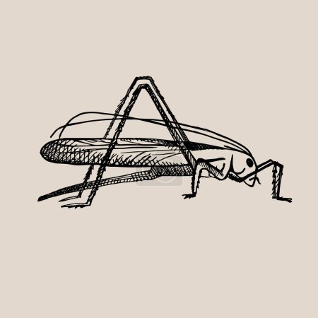 Ilustración de Saltamontes verde en estilo vintage. Insecto saltarín, Grig. Dibujado a mano. Ilustración vectorial. Elemento de diseño, icono - Imagen libre de derechos