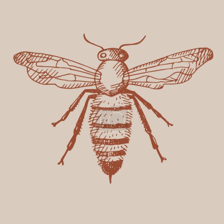 Ilustración de Abeja. Ilustración dibujada a mano estilo vintage de un insecto. Dibujo de línea de abeja. Elemento de diseño Vector - Imagen libre de derechos