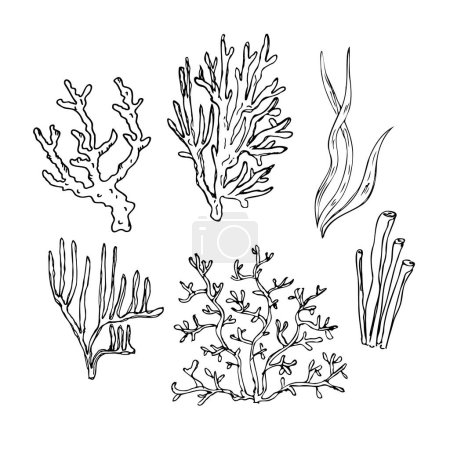 Ilustración de Coral. Ilustración dibujada a mano de corales y algas, mar submarino y plantas oceánicas. Dibujo gráfico en estilo sketch. Elemento de diseño. Arte de línea. Para tarjeta, impresión, póster, logotipo, impresión de camisetas. Vector - Imagen libre de derechos