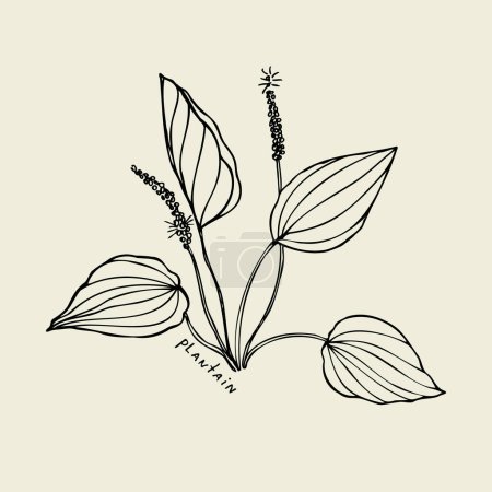 Illustration for Plantain. Hand drawn leaf of medical forest plant. Design element. Isolated white background. For design package tea, cosmetic, print, medicine, greeting card. Art vector illustration - Royalty Free Image