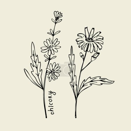 Illustration for Chicory. Hand drawn plant  fragrant succory twig branch with leaves and flower. Useful medical herb. Design element .Vector art illustration - Royalty Free Image