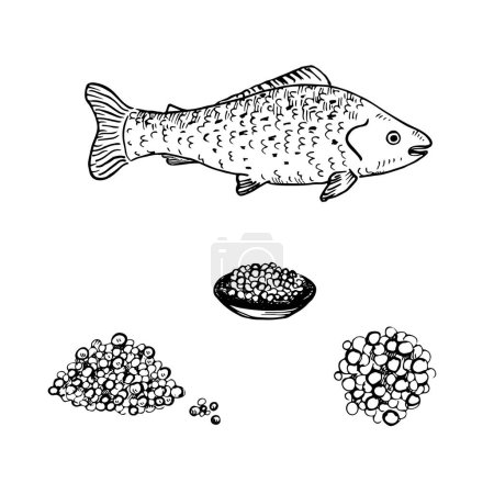 Téléchargez les illustrations : Ensemble de vecteurs dessinés à la main pour esturgeons à saumon caviar. Illustration en noir et blanc d'un tas de caviar, caviar dans une assiette, poisson rouge. Élément design de fruits de mer et délicatesse sur fond blanc isolé - en licence libre de droit