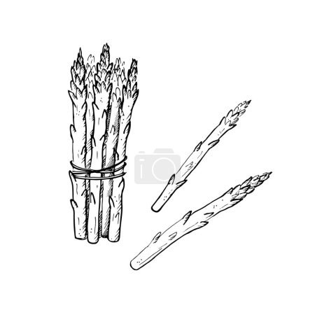 Illustration for Asparagus plant branch hand drawn vector illustration on isolated white background.Sketch style sparrowgrass armful.  Healthy and wholesome food. Design element for label, logo, template, card, print - Royalty Free Image