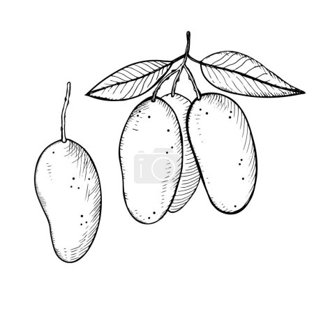 Ilustración de Mango planta frutal vector ilustración sobre fondo blanco aislado. Mano dibujada en la técnica de grabado de un boceto de un árbol de mango. Elemento de diseño para etiqueta, plantilla, fondo, logotipo, impresión - Imagen libre de derechos