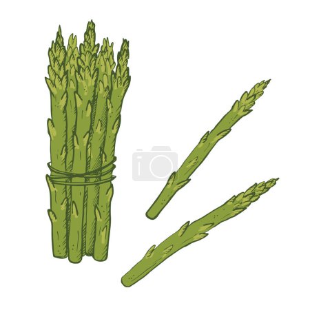 Illustration for Asparagus plant branch hand drawn vector illustration on isolated white background.Sketch style sparrowgrass armful. Healthy wholesome food. Design element for label, logo, template, card, print, menu - Royalty Free Image