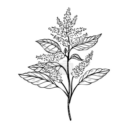 Illustration for Amaranth plant drawing engraved vector illustration on isolated white background. Hand drawn branch Pigweed flower, vegetarian, nutrition, grains, agricultural. For print, design, paper, label, logo - Royalty Free Image