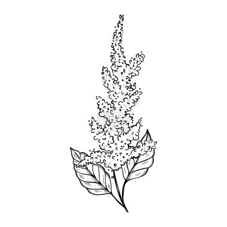 Illustration for Amaranth plant hand drawn with engraving vector illustration on isolated background. Branch Pigweed flower, vegetarian nutrition, grains, agricultural,superfood. For print, design, paper, label, logo - Royalty Free Image